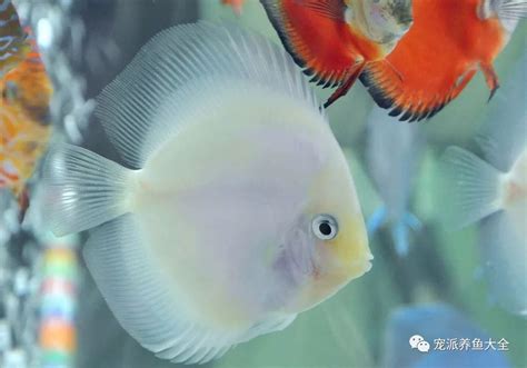 七彩神仙魚品種|【神仙魚品種】揭密神仙魚品種大觀園：養殖指南、水缸配置與各。